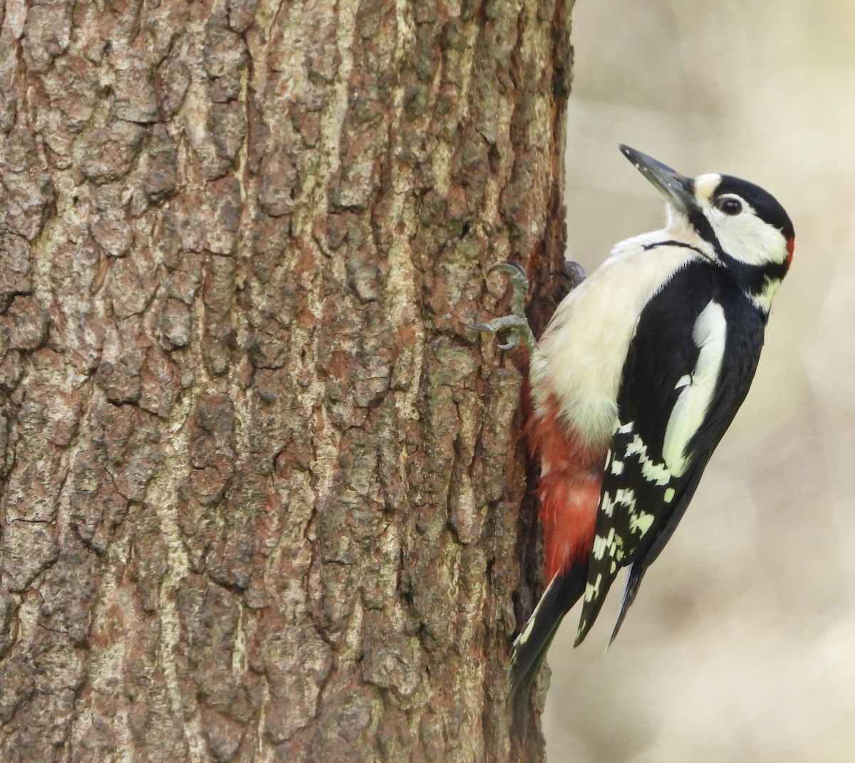 Great Spotted Woodpecker - ML557256471