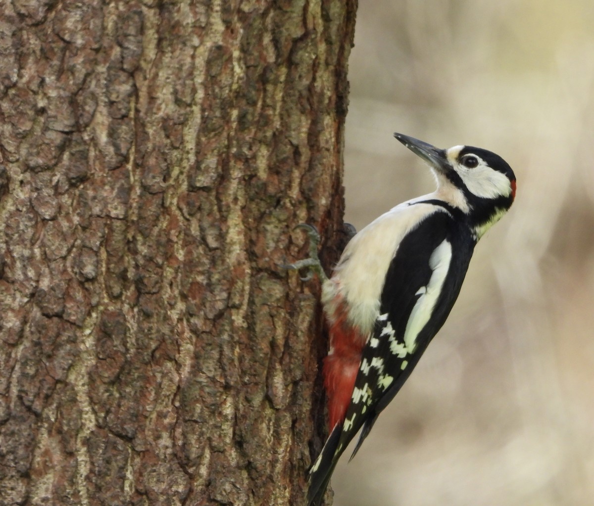 Great Spotted Woodpecker - ML557256481
