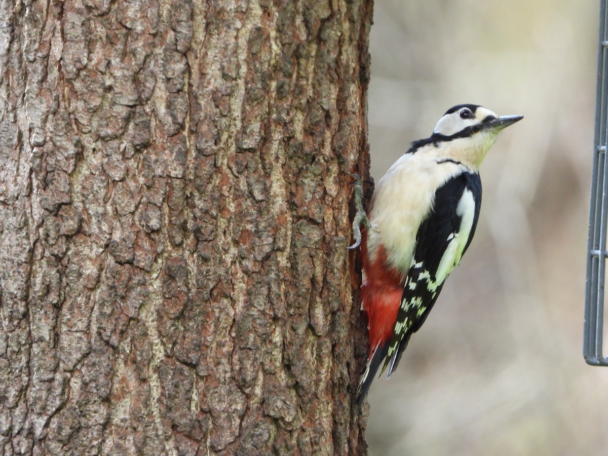 Great Spotted Woodpecker - ML557256491