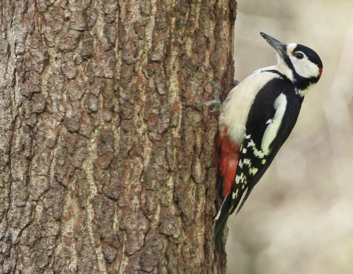 Great Spotted Woodpecker - ML557256501