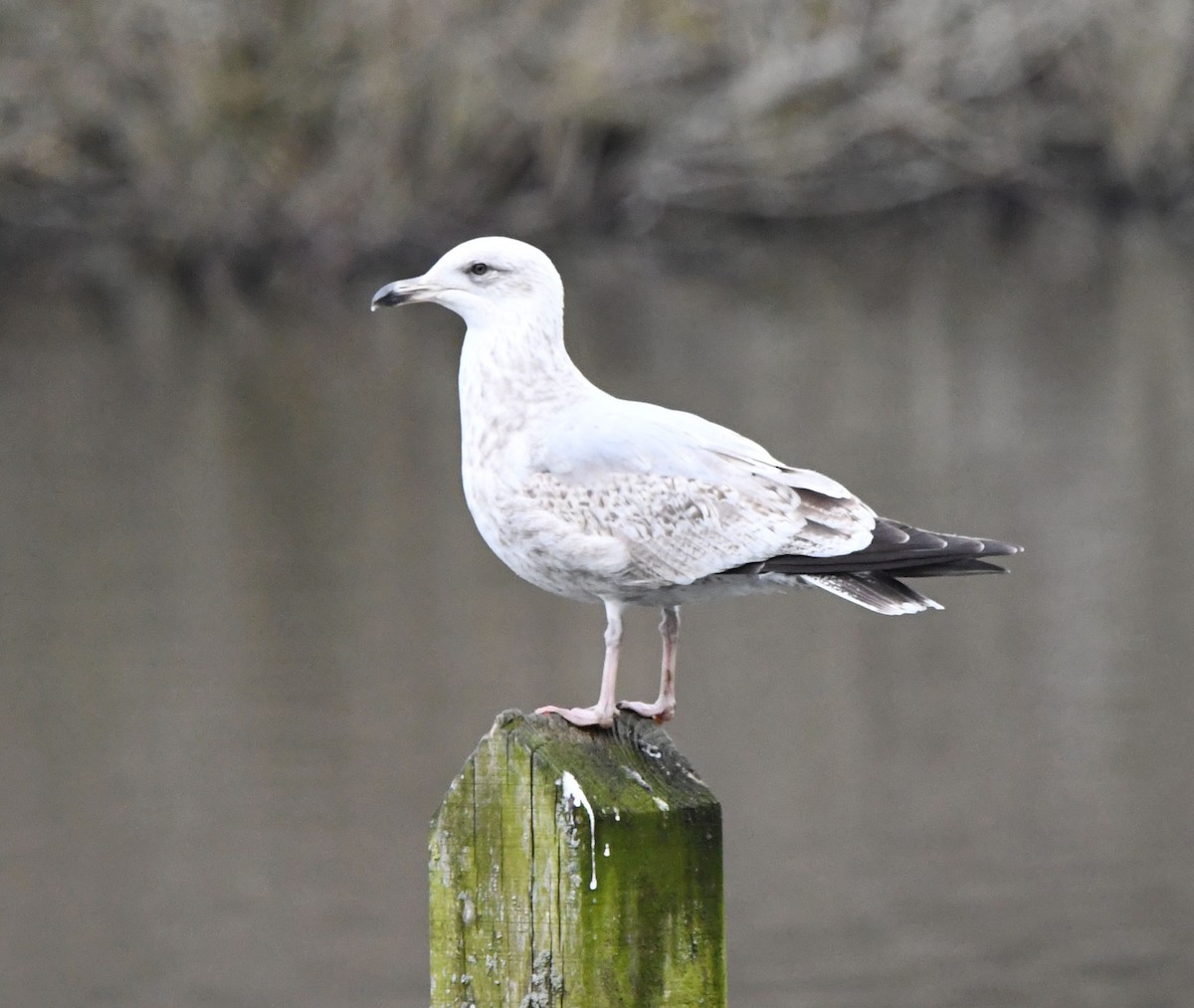 Herring Gull (European) - ML557256631