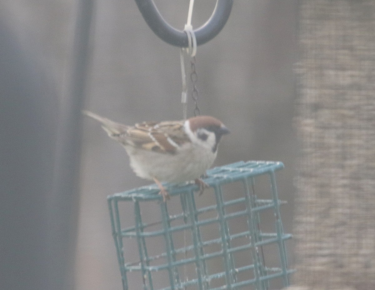 Eurasian Tree Sparrow - ML557259311