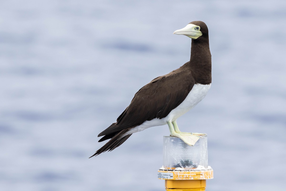 Brown Booby (Forster's) - ML557259871