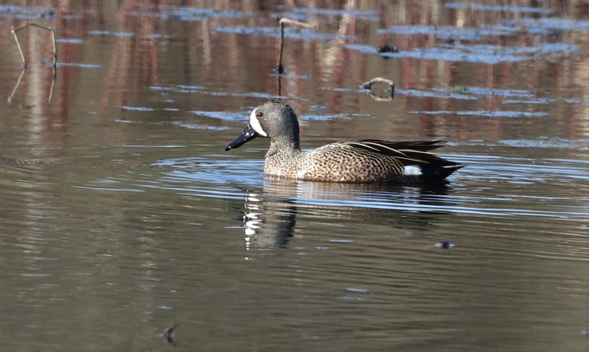 Blue-winged Teal - ML557264421
