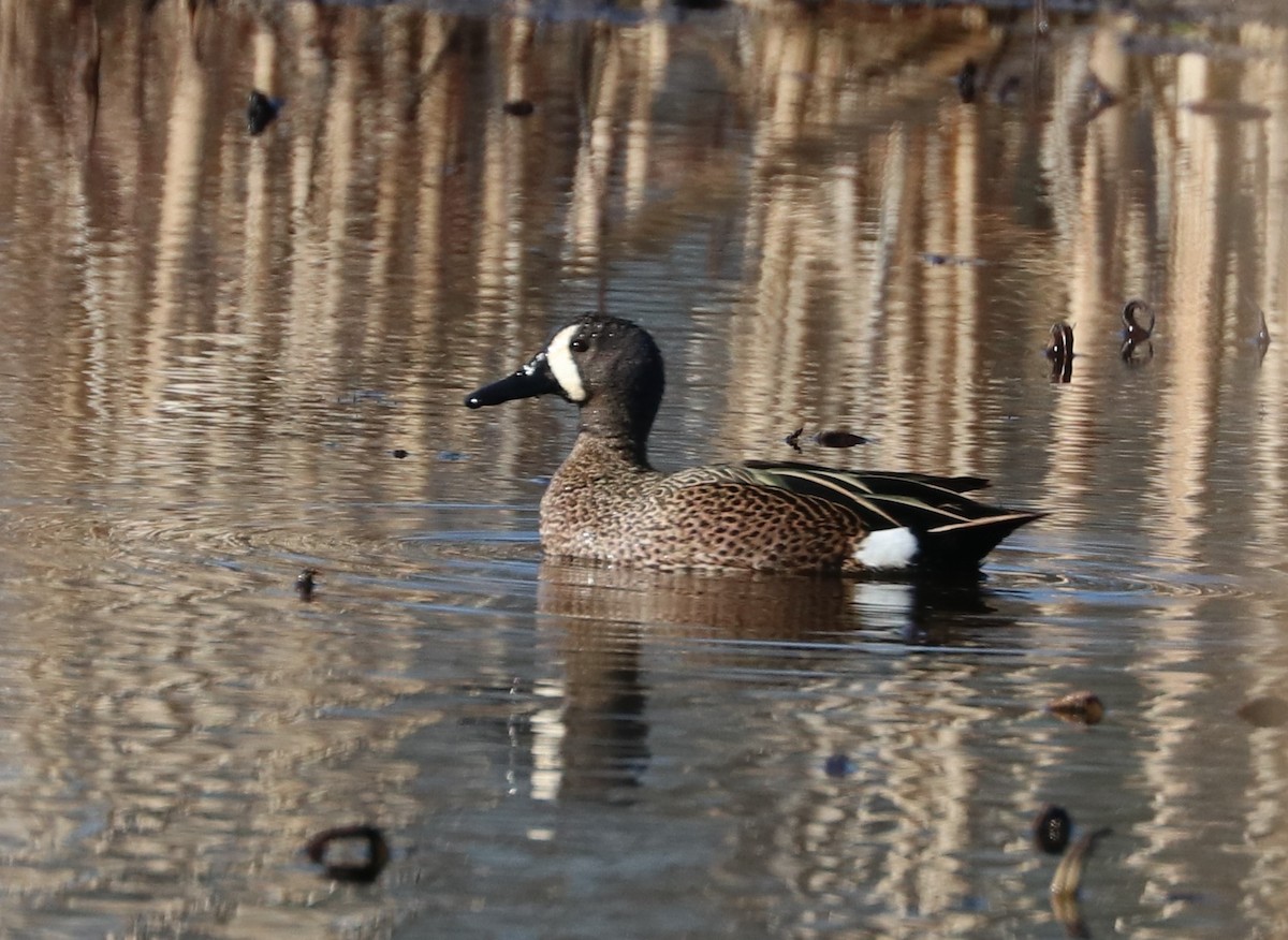 Blue-winged Teal - ML557264431