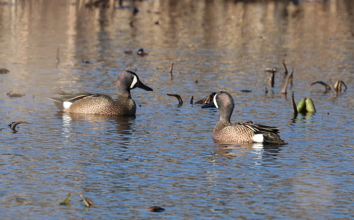 Blue-winged Teal - ML557264441