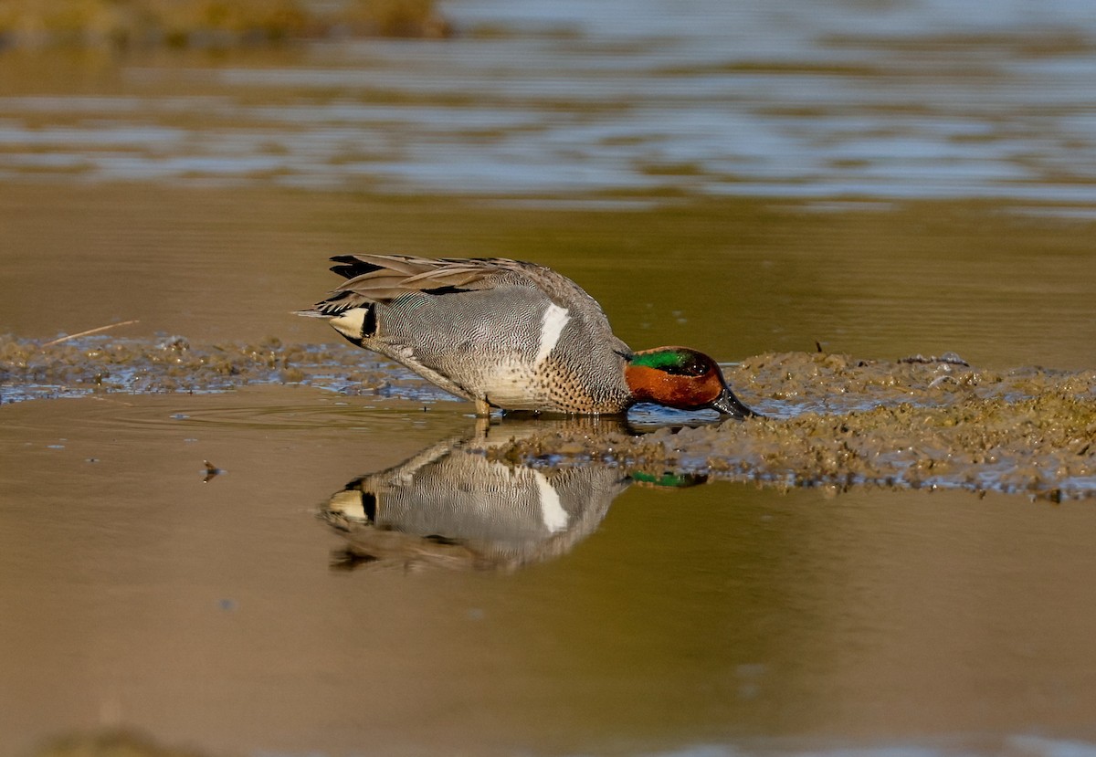 Green-winged Teal - ML557268671