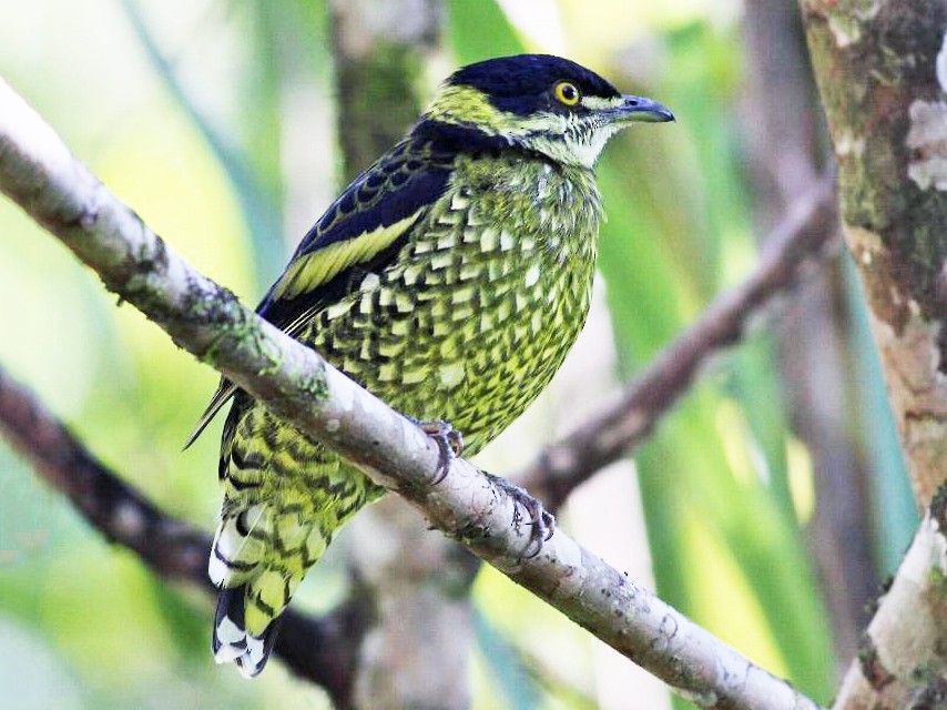 Scaled Fruiteater - eBird