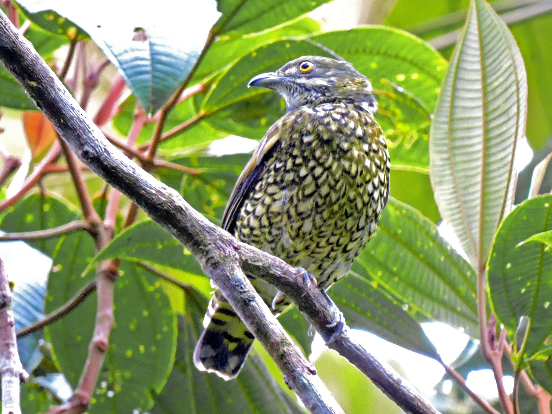 Scaled Fruiteater - eBird