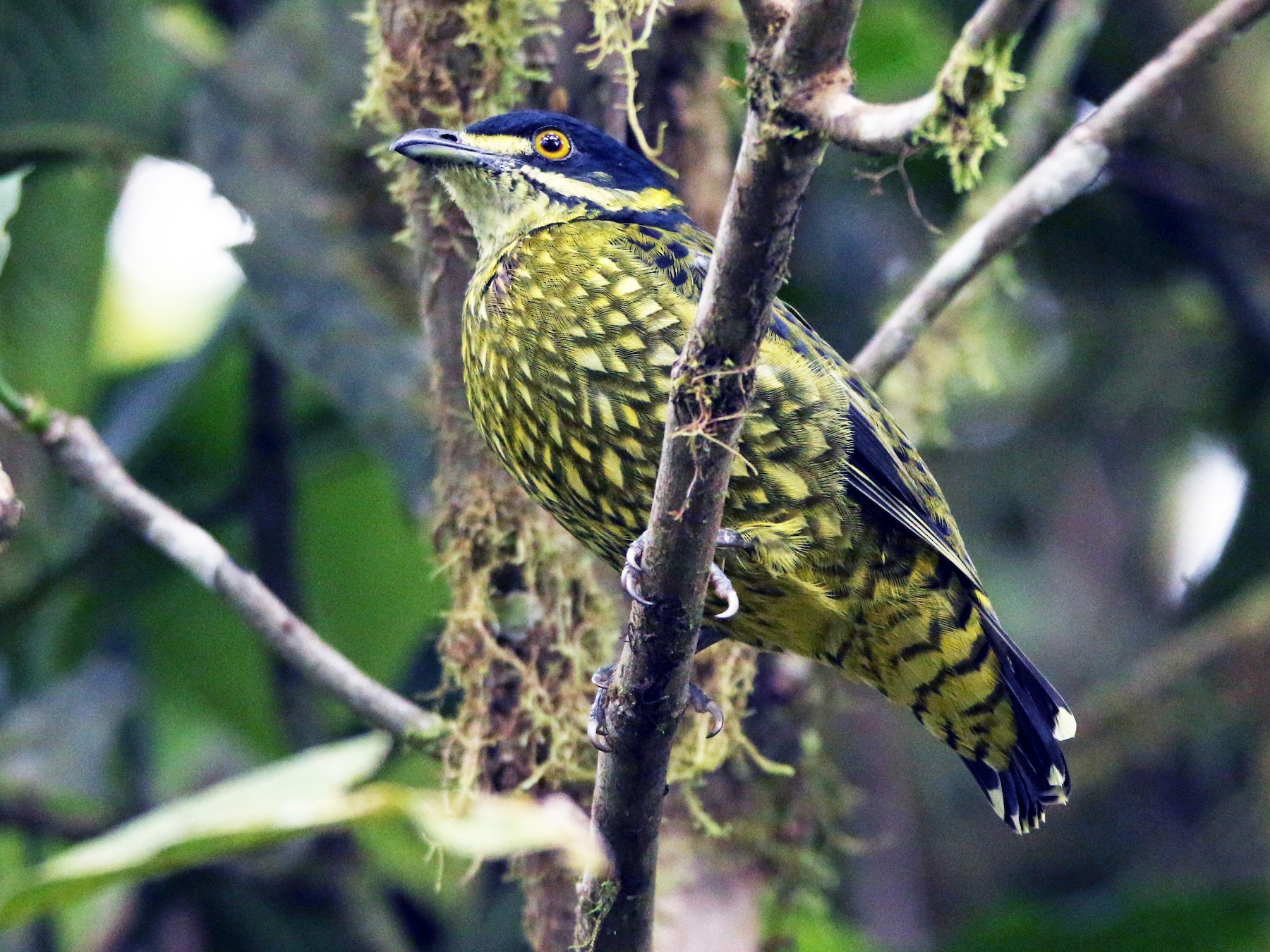 Scaled Fruiteater - Loch Kilpatrick