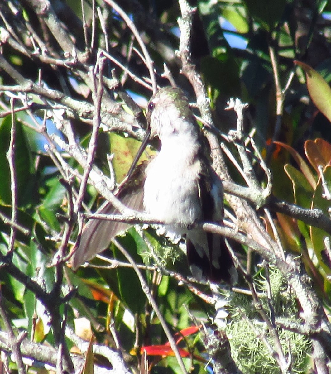 Ruby-throated Hummingbird - ML557276351
