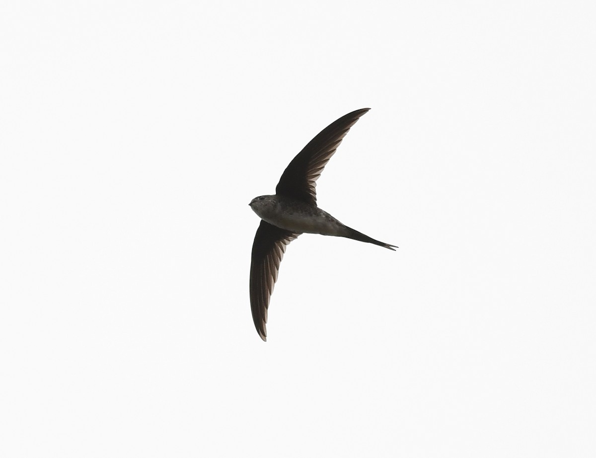 Fork-tailed Palm Swift - Joshua Vandermeulen