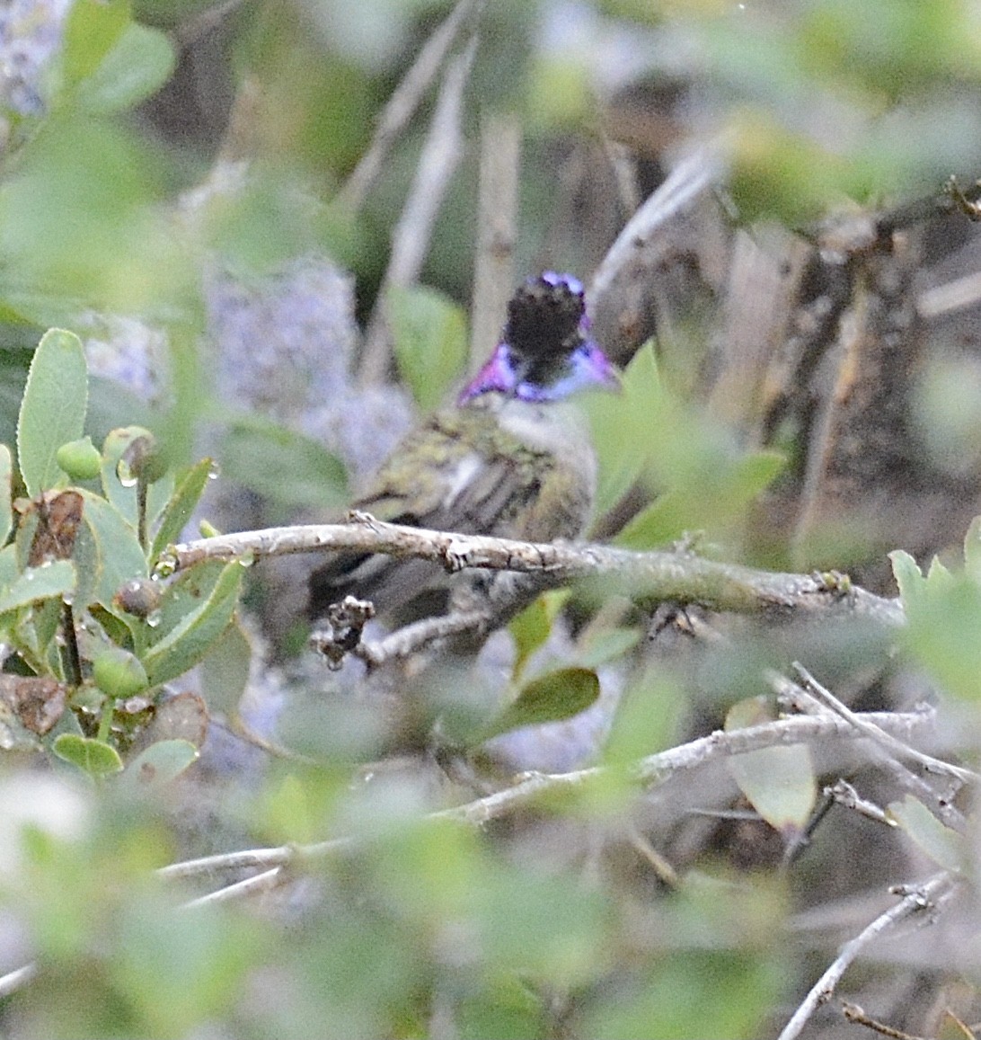 Costa's Hummingbird - ML557280531