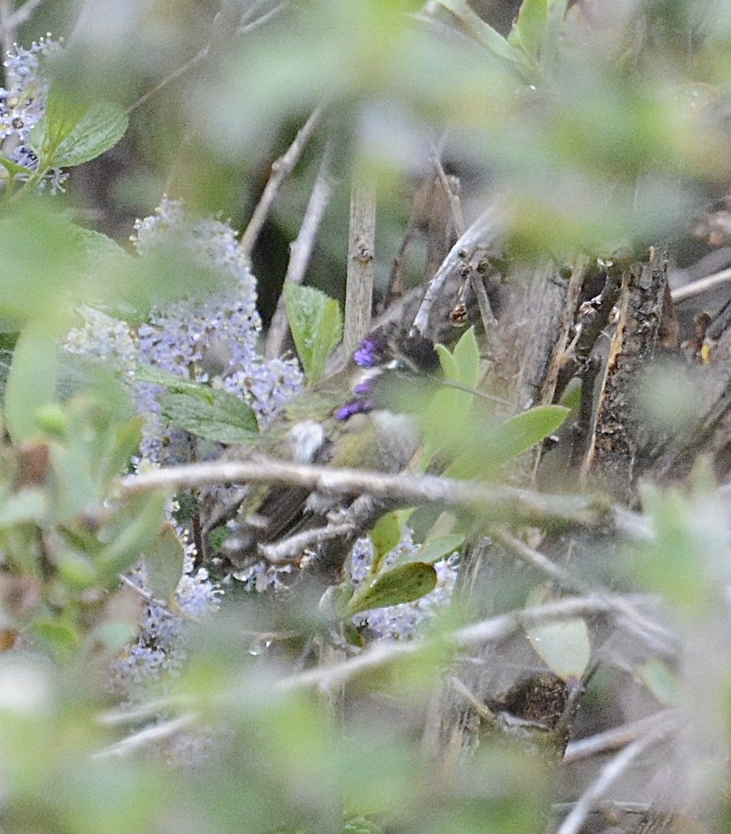 Costa's Hummingbird - ML557280541