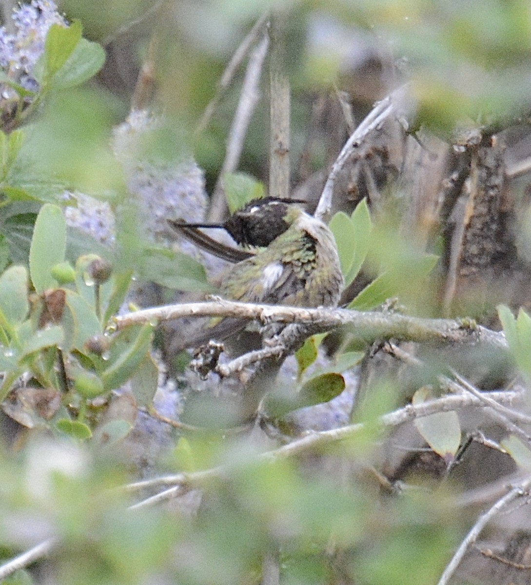 Costa's Hummingbird - ML557280551