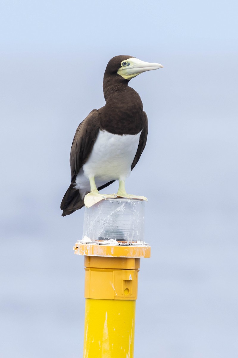 Brown Booby (Forster's) - Alex Lamoreaux