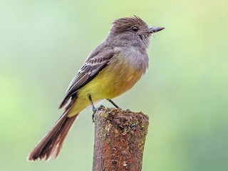  - Pale-edged Flycatcher