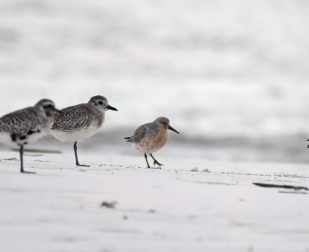 Red Knot - ML557286041