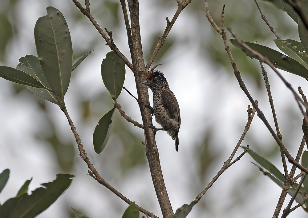 White-bellied Piculet - ML557287481