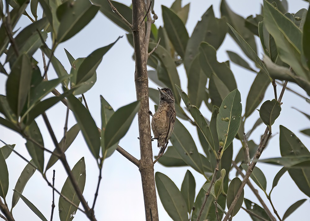 White-bellied Piculet - ML557287491