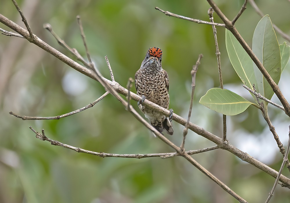 White-bellied Piculet - ML557287501