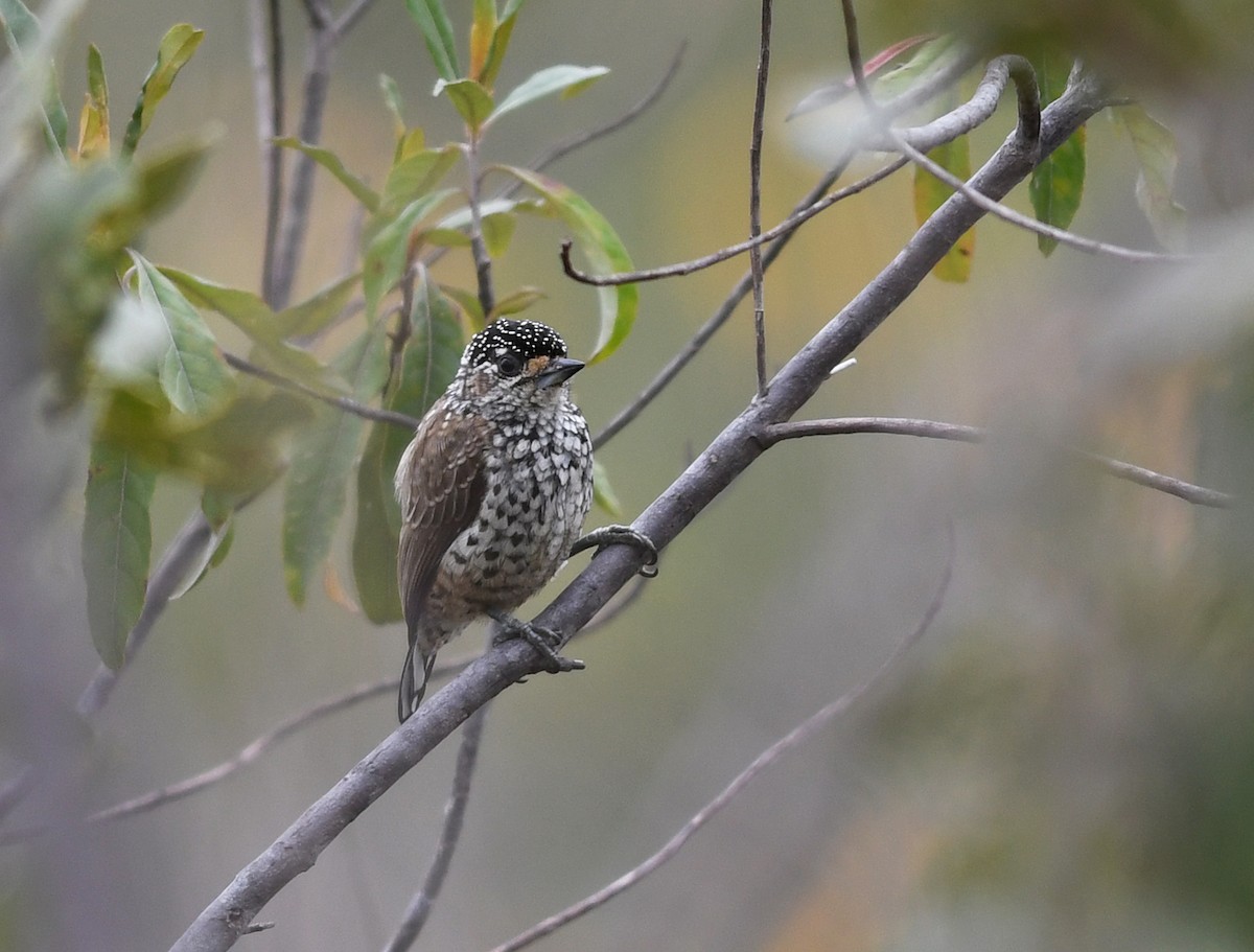 White-wedged Piculet - ML557287801