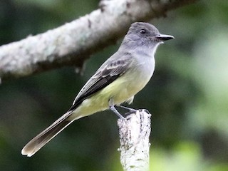  - Apical Flycatcher