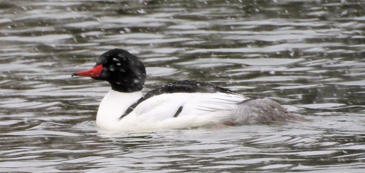 ebird-checklist-13-apr-2023-lewis-and-clark-county-fairgrounds-12