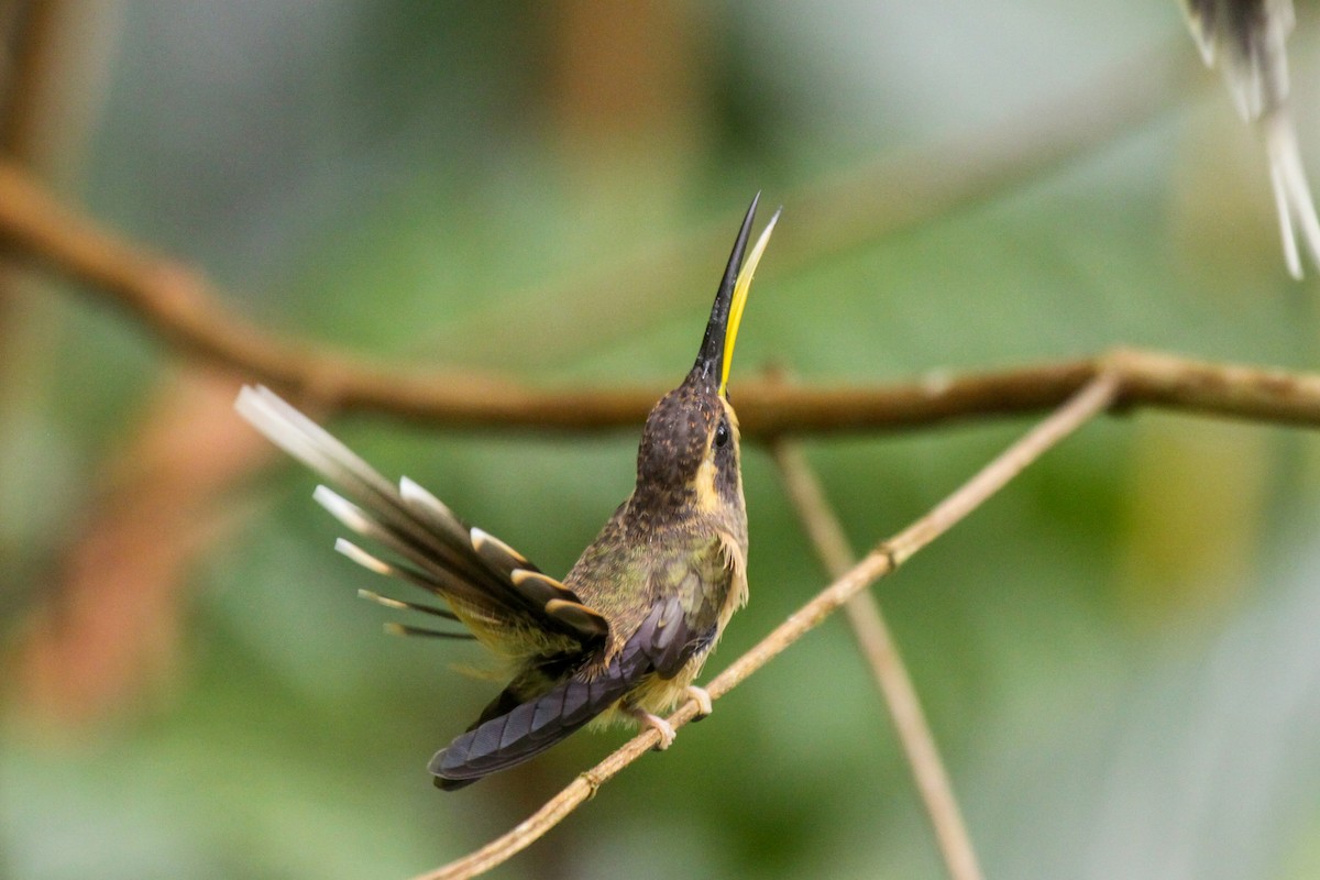 kolibřík temnohrdlý - ML557292581