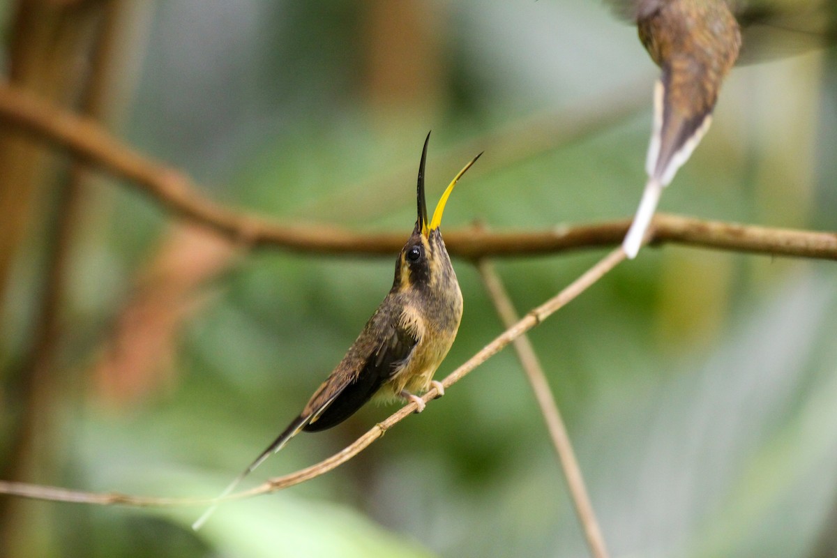 Тёмногорлый колибри-отшельник - ML557292621