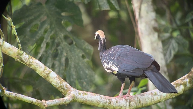 Blue-throated Piping-Guan - ML557292931
