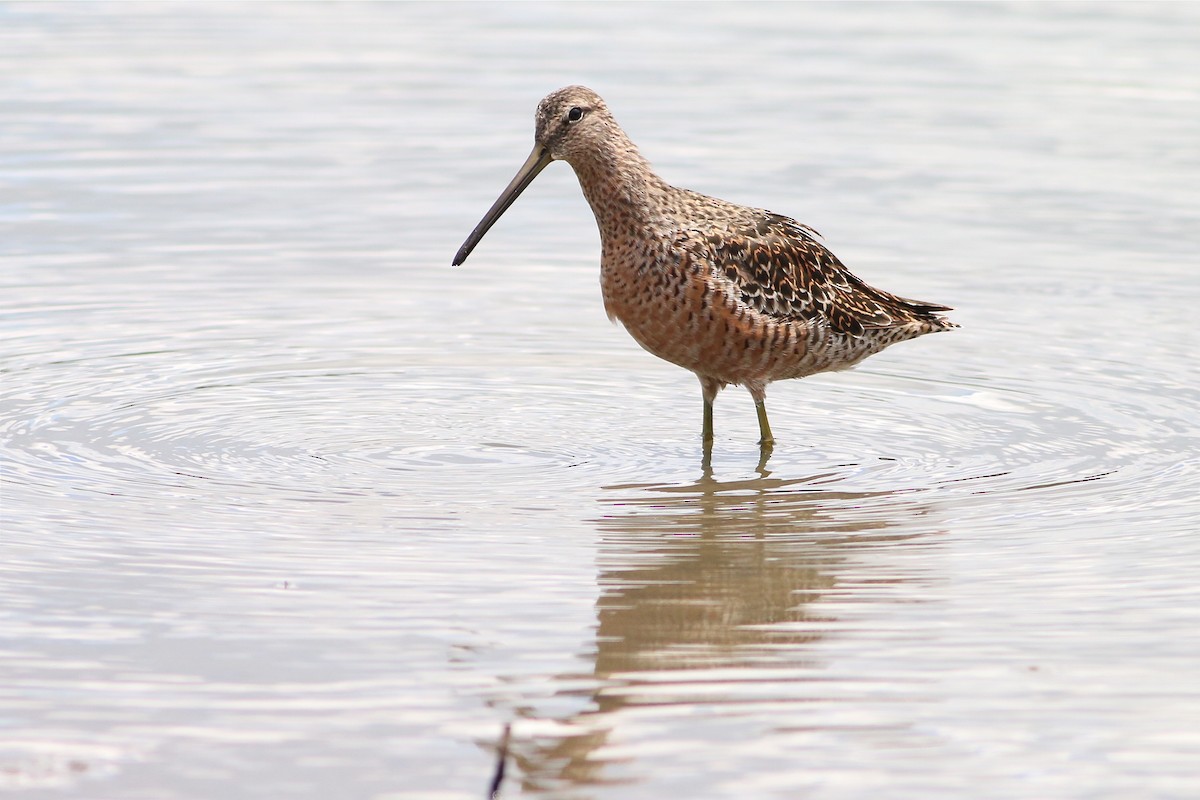 Long-billed Dowitcher - Jeff O'Connell