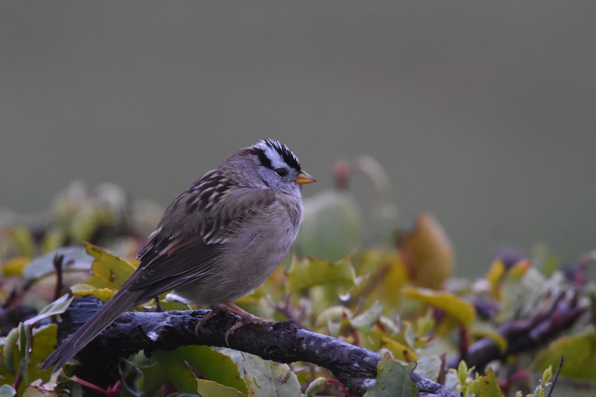 White-crowned Sparrow (pugetensis) - ML557297791