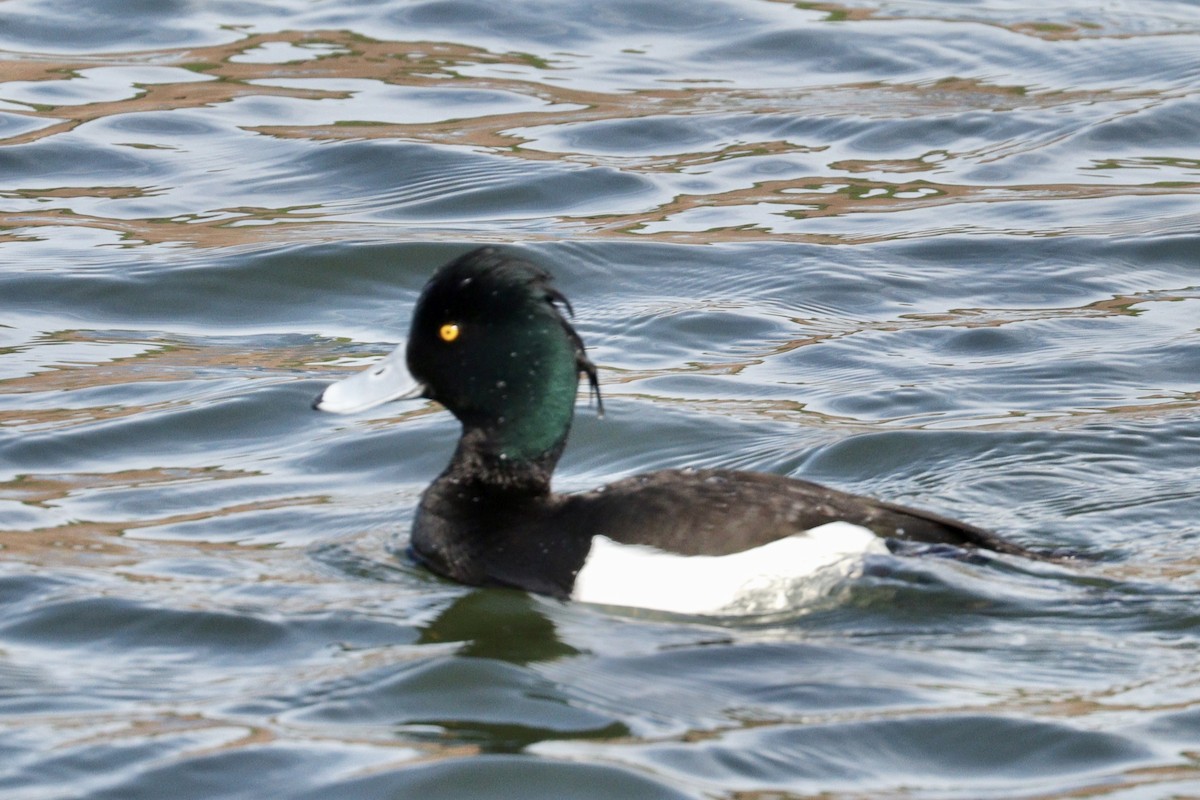 Tufted Duck - ML557299281