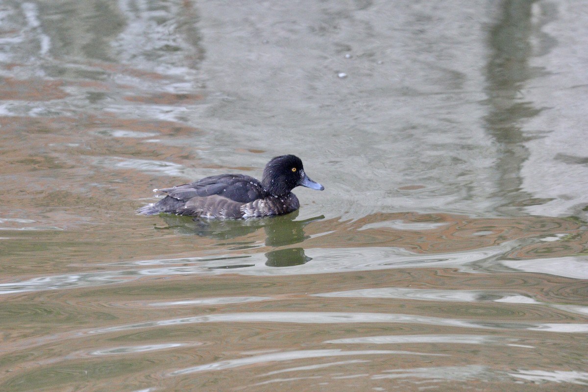 Tufted Duck - ML557299291
