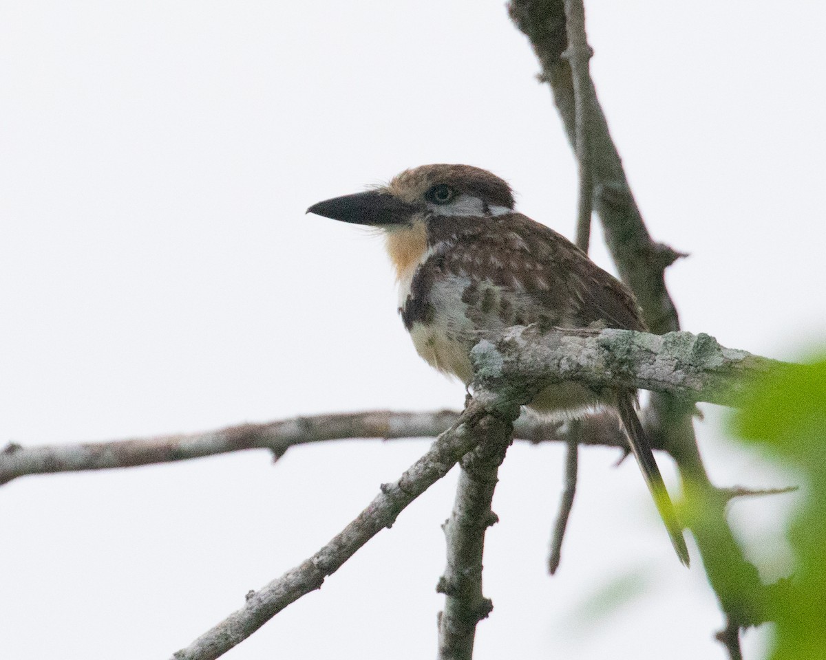 Russet-throated Puffbird - Dixie Sommers