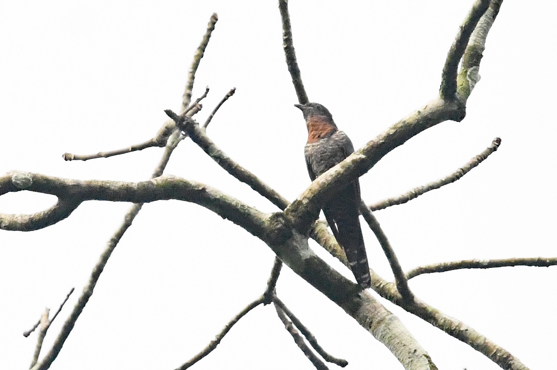 Black Cuckoo (Rufous-throated) - eBird