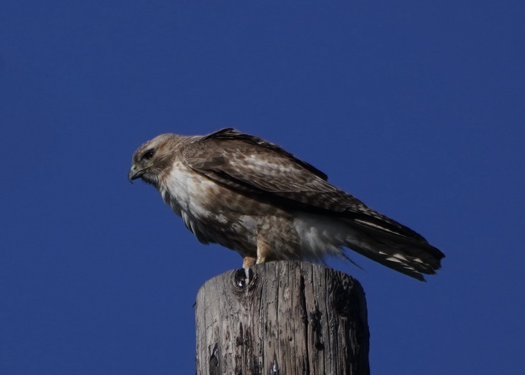 Red-tailed Hawk - ML557302871