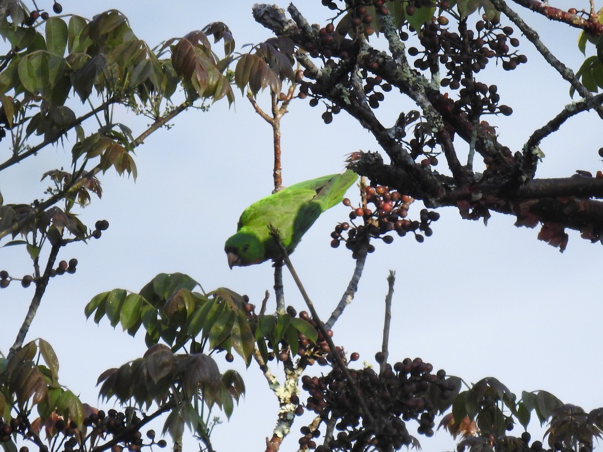 Green Parakeet (Red-throated) - ML557304311