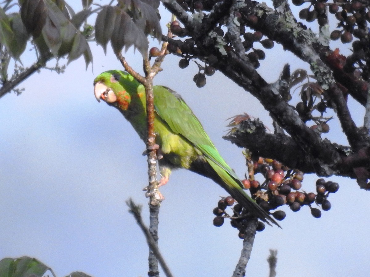 Green Parakeet (Red-throated) - ML557304321