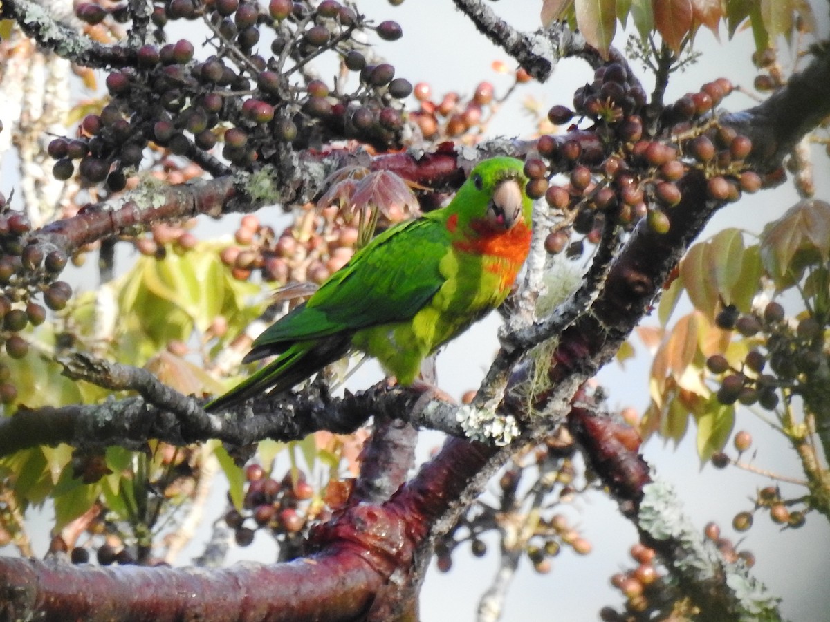 Green Parakeet (Red-throated) - ML557304331