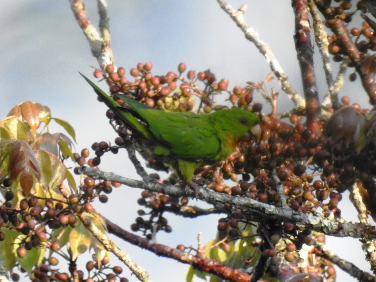 Green Parakeet (Red-throated) - ML557304341