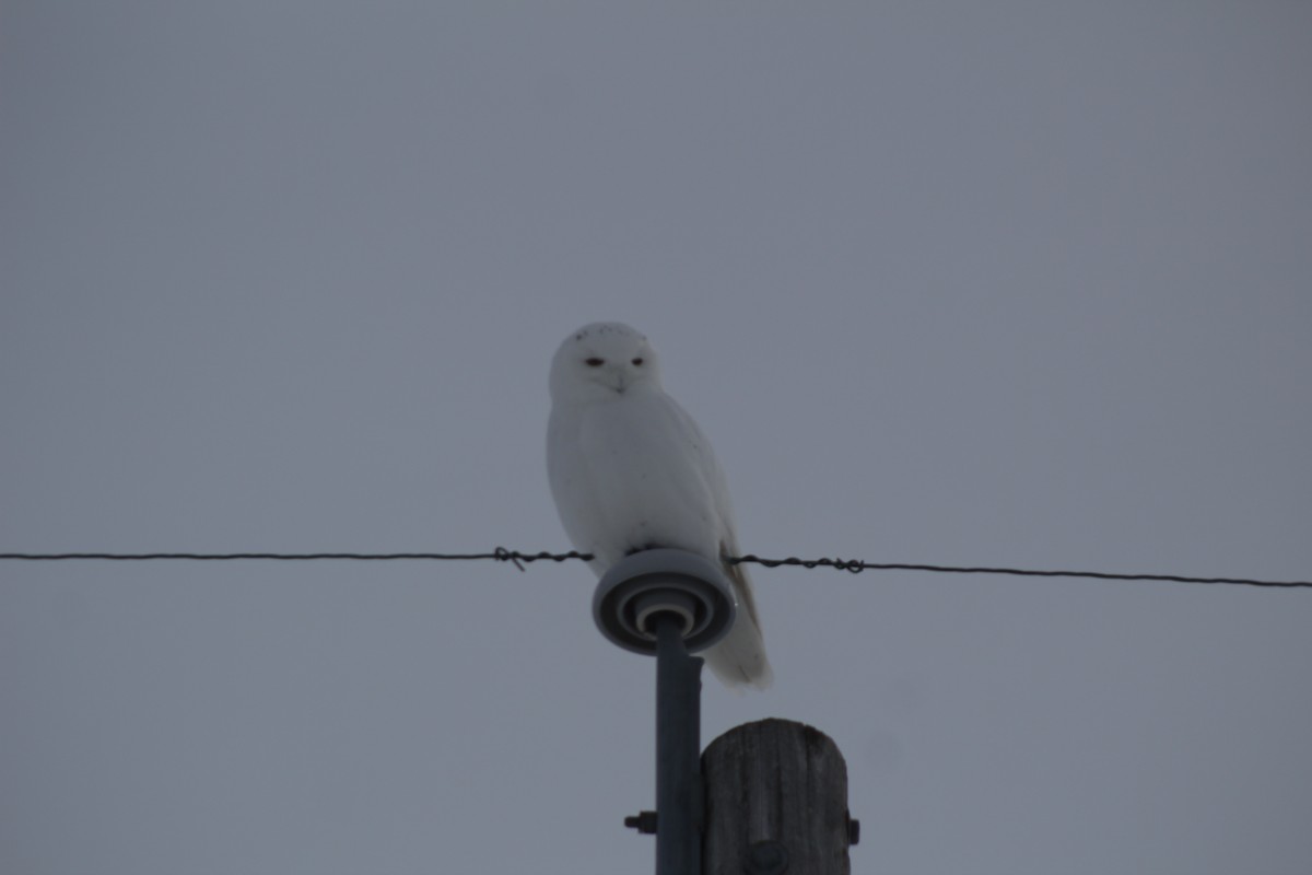 Snowy Owl - ML557306931