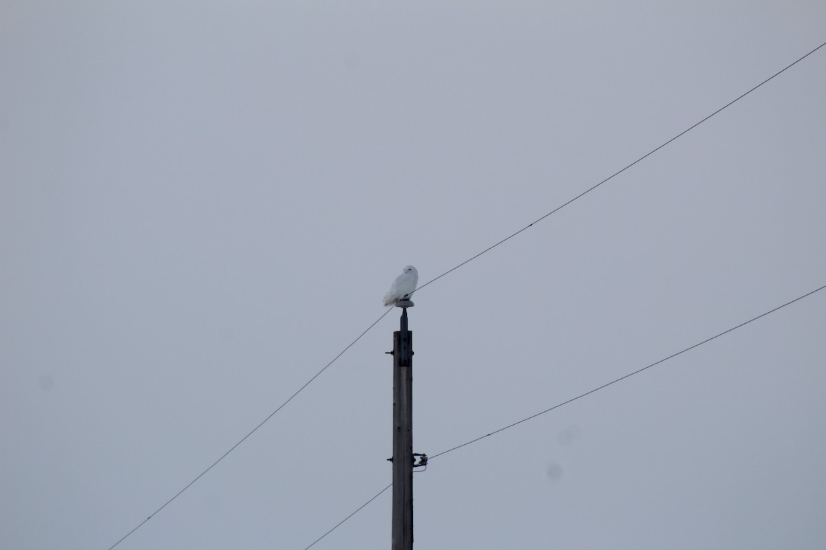 Snowy Owl - ML557306951