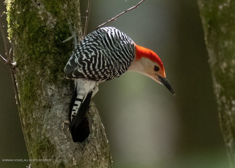 Red-bellied Woodpecker - ML557309401