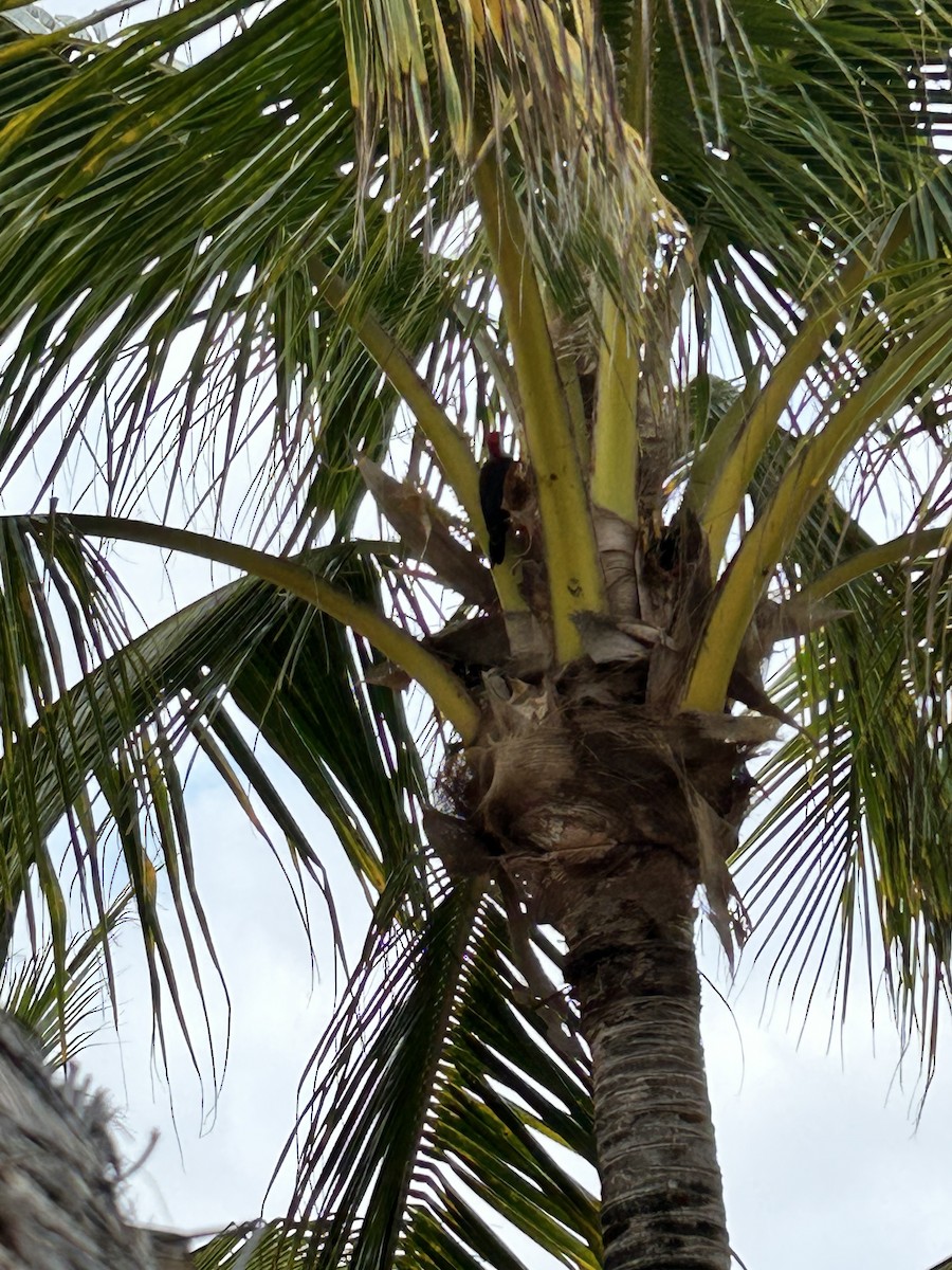 Yucatan Woodpecker - ML557311131