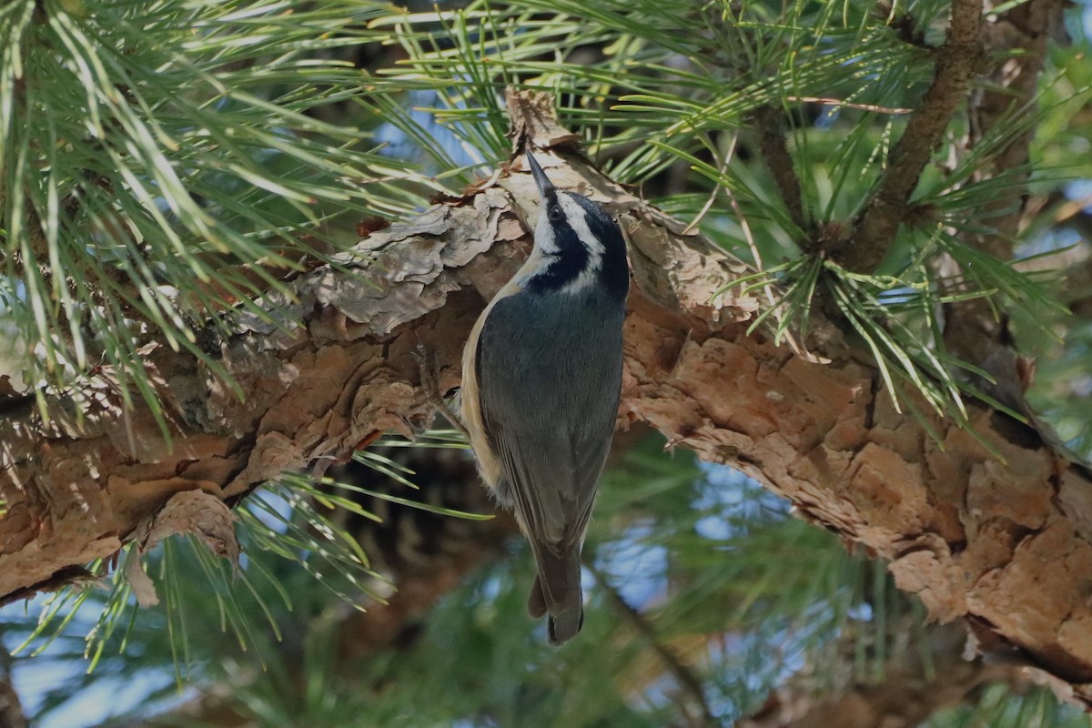 Red-breasted Nuthatch - ML557314101