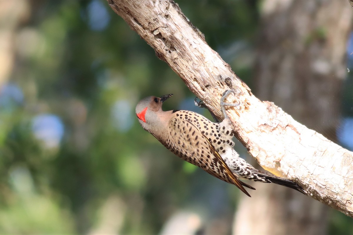 Northern Flicker (Yellow-shafted) - ML557314751