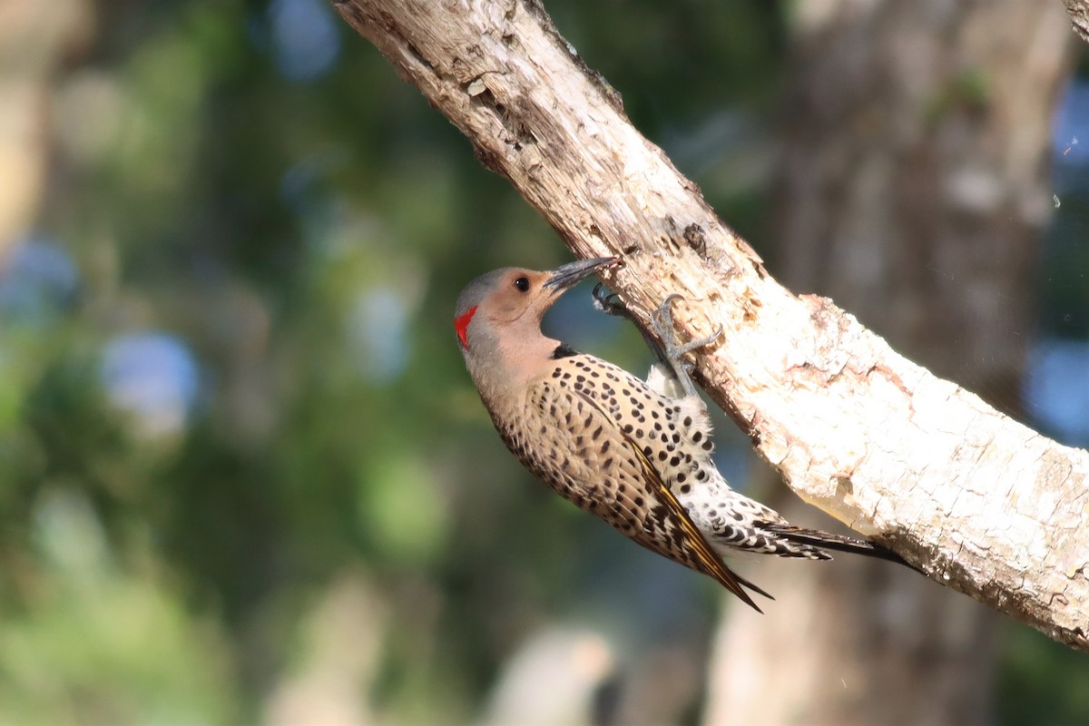 Northern Flicker (Yellow-shafted) - ML557314761