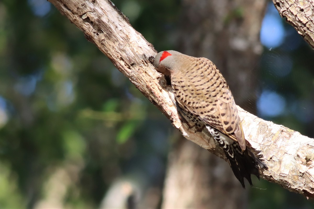 Northern Flicker (Yellow-shafted) - ML557314771